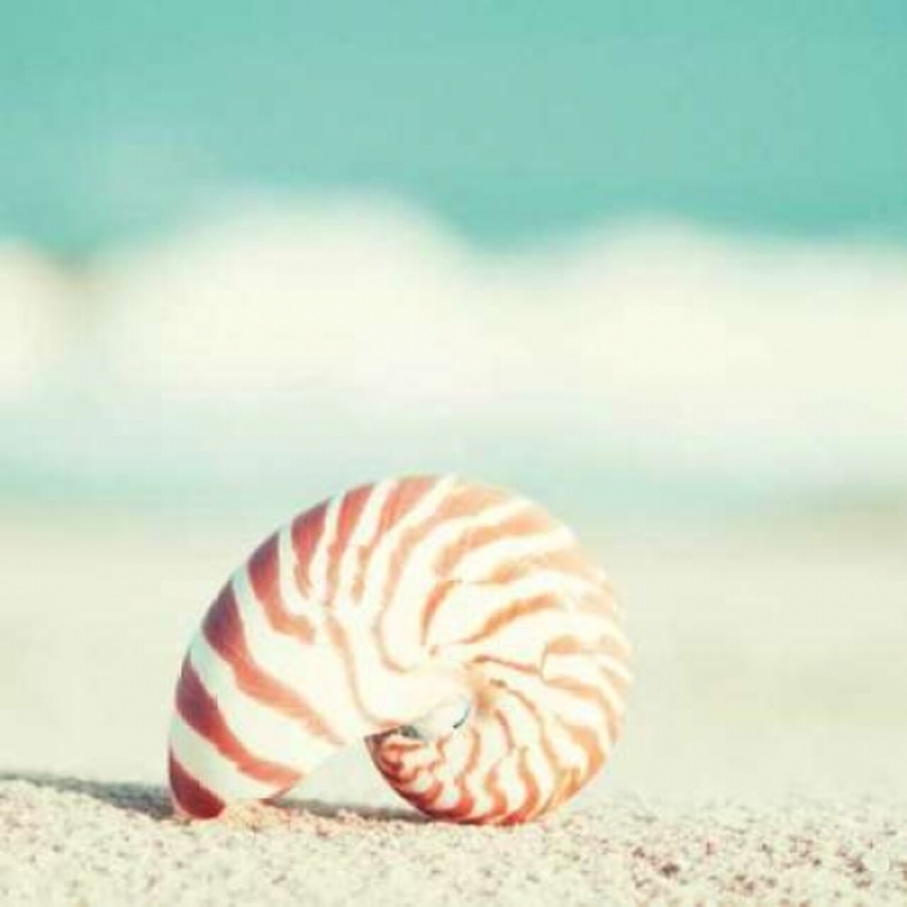 Nautilus Poster Print by Carolyn Cochrane - Item # VARPDXC832D